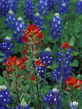 Texas Bluebonnet and Wild Buckwheat, Texas, USA-Claudia Adams-Photographic Print