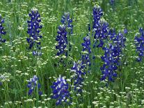 Texas Bluebonnet and Indian Paintbrush, Texas, USA-Claudia Adams-Photographic Print