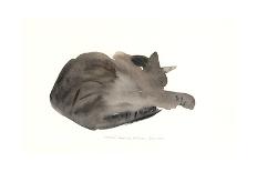 Sleeping cat, 1985-Claudia Hutchins-Puechavy-Giclee Print