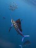 Atlantic Sailfish (Istiophorus Albicans) Attacking School of Sardine (Sardinella Aurita) Bait Ball-Claudio Contreras-Photographic Print