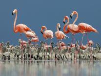 Caribbean Flamingo (Phoenicopterus Ruber) Adults Guarding Chick-Claudio Contreras-Photographic Print