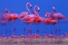 Caribbean Flamingo (Phoenicopterus Ruber) About to Take Off to Roosting Site-Claudio Contreras-Photographic Print