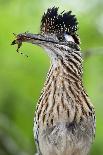Greater Roadrunner (Geococcyx Californianus) with Nuptial Gift Calling Mate-Claudio Contreras-Photographic Print