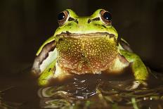 Ridged Tree Frog (Hyla Plicata), Milpa Alta Forest, Mexico, September-Claudio Contreras Koob-Laminated Photographic Print