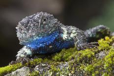 Torquate Lizard (Sceloporus Torquatus) Male, Milpa Alta Forest, Mexico, August-Claudio Contreras Koob-Photographic Print