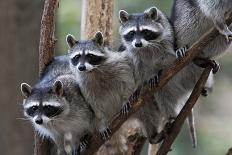 Northern Raccoon (Procyon Lotor), Group Standing On Branch, Captive-Claudio Contreras-Photographic Print