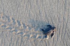 olive ridley turtle hatchling walking towards pacific ocean-claudio contreras-Photographic Print