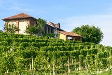 Summer Landscape in Langhe (Italy)-Claudiogiovanni-Photographic Print