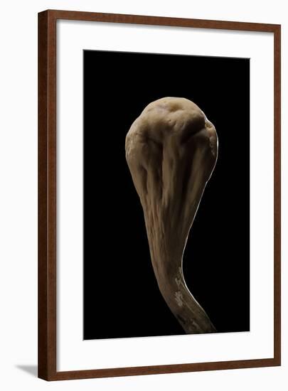 Clavariadelphus Pistillaris (Giant Club)-Paul Starosta-Framed Photographic Print