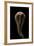 Clavariadelphus Pistillaris (Giant Club)-Paul Starosta-Framed Photographic Print