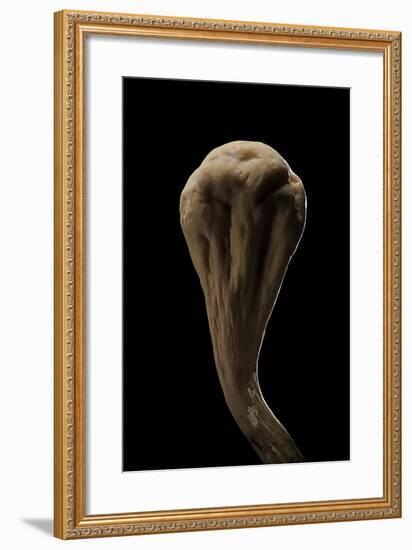 Clavariadelphus Pistillaris (Giant Club)-Paul Starosta-Framed Photographic Print