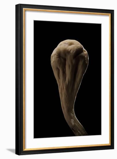 Clavariadelphus Pistillaris (Giant Club)-Paul Starosta-Framed Photographic Print