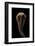 Clavariadelphus Pistillaris (Giant Club)-Paul Starosta-Framed Photographic Print