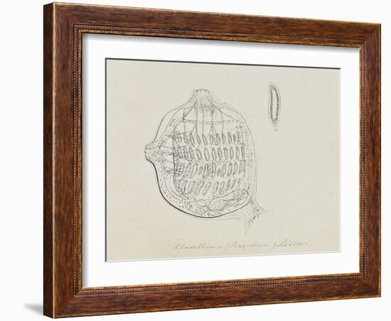 Clavellina (Perophora) Listeri: Tuincate-Philip Henry Gosse-Framed Giclee Print