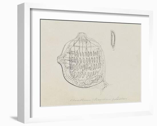 Clavellina (Perophora) Listeri: Tuincate-Philip Henry Gosse-Framed Giclee Print