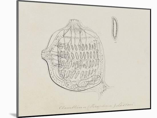 Clavellina (Perophora) Listeri: Tuincate-Philip Henry Gosse-Mounted Giclee Print