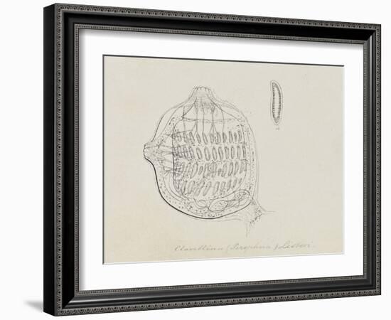 Clavellina (Perophora) Listeri: Tuincate-Philip Henry Gosse-Framed Giclee Print