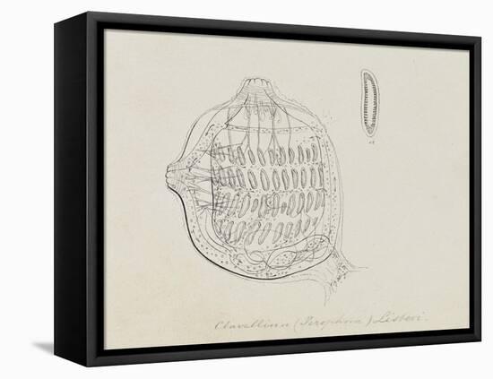 Clavellina (Perophora) Listeri: Tuincate-Philip Henry Gosse-Framed Premier Image Canvas