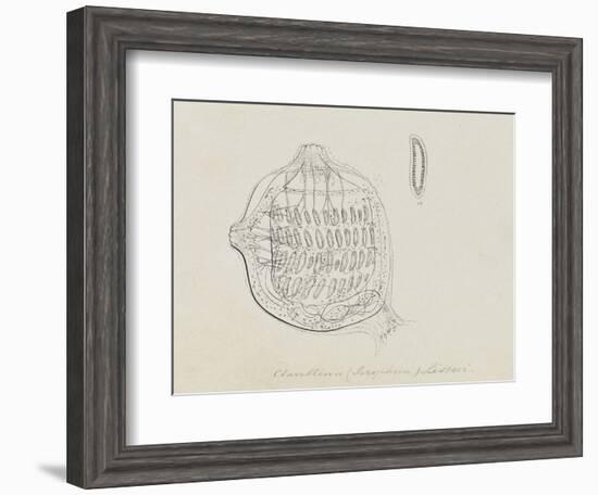 Clavellina (Perophora) Listeri: Tuincate-Philip Henry Gosse-Framed Giclee Print