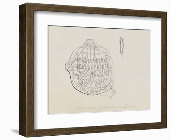 Clavellina (Perophora) Listeri: Tuincate-Philip Henry Gosse-Framed Giclee Print