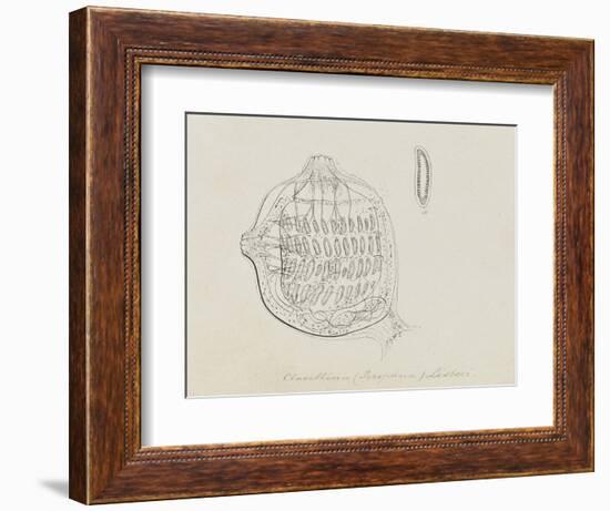 Clavellina (Perophora) Listeri: Tuincate-Philip Henry Gosse-Framed Giclee Print