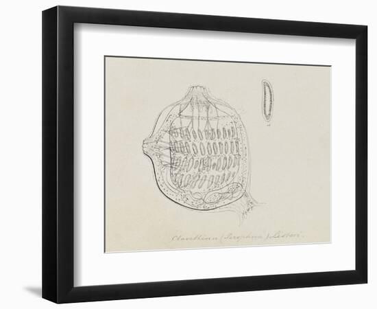 Clavellina (Perophora) Listeri: Tuincate-Philip Henry Gosse-Framed Giclee Print