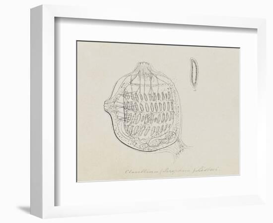 Clavellina (Perophora) Listeri: Tuincate-Philip Henry Gosse-Framed Giclee Print