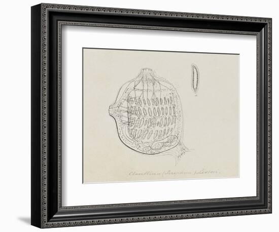 Clavellina (Perophora) Listeri: Tuincate-Philip Henry Gosse-Framed Giclee Print