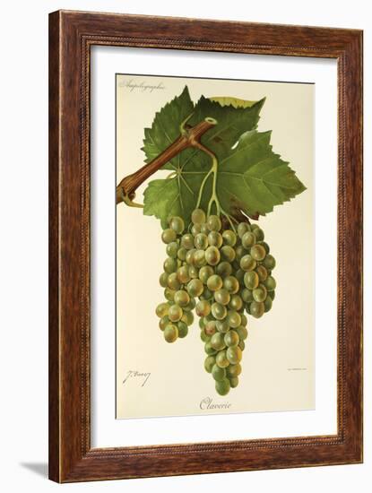 Claverie Grape-J. Troncy-Framed Giclee Print