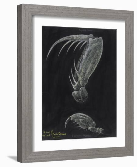 Claws of Locust Mantis Shrimp-Philip Henry Gosse-Framed Giclee Print