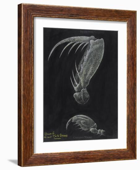 Claws of Locust Mantis Shrimp-Philip Henry Gosse-Framed Giclee Print