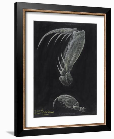 Claws of Locust Mantis Shrimp-Philip Henry Gosse-Framed Giclee Print