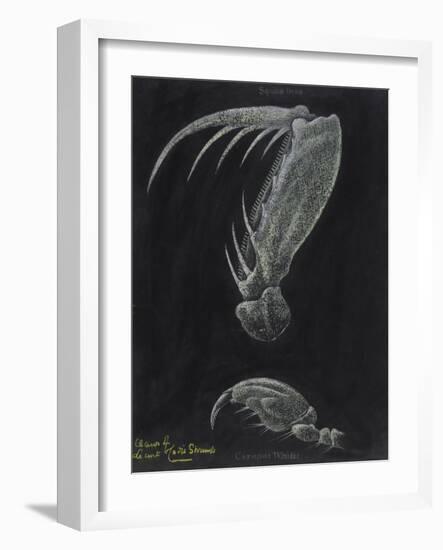 Claws of Locust Mantis Shrimp-Philip Henry Gosse-Framed Giclee Print