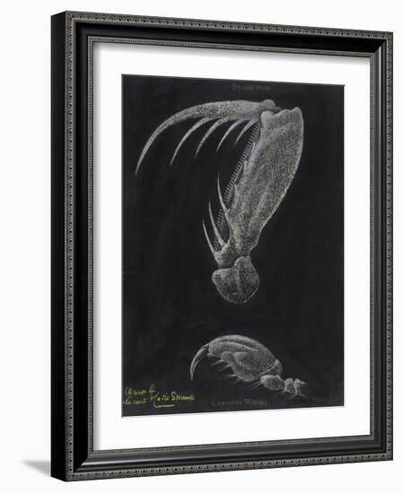 Claws of Locust Mantis Shrimp-Philip Henry Gosse-Framed Giclee Print