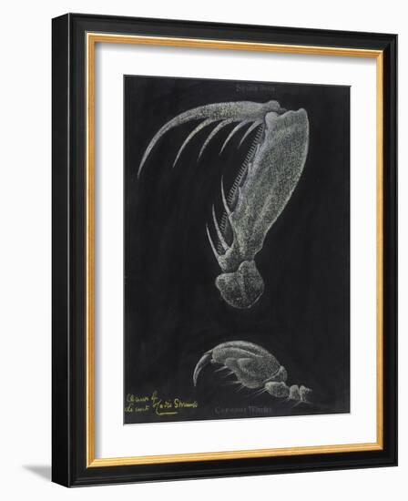 Claws of Locust Mantis Shrimp-Philip Henry Gosse-Framed Giclee Print