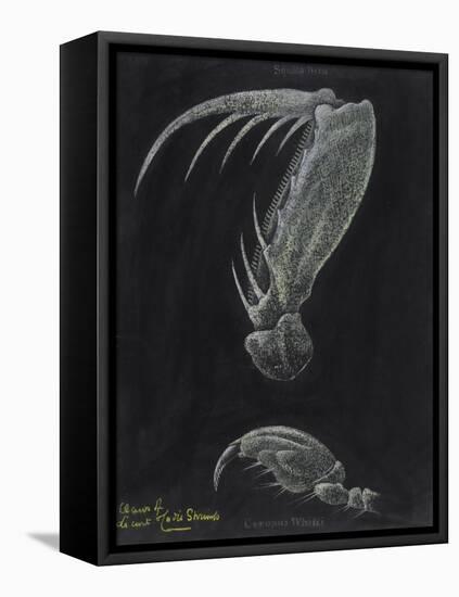 Claws of Locust Mantis Shrimp-Philip Henry Gosse-Framed Premier Image Canvas