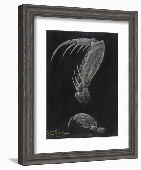 Claws of Locust Mantis Shrimp-Philip Henry Gosse-Framed Giclee Print