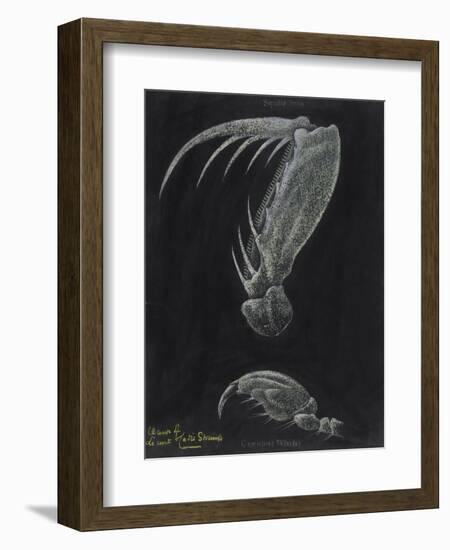 Claws of Locust Mantis Shrimp-Philip Henry Gosse-Framed Giclee Print