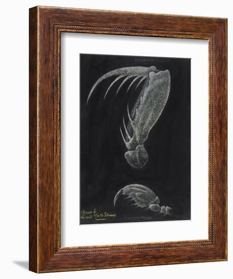 Claws of Locust Mantis Shrimp-Philip Henry Gosse-Framed Giclee Print