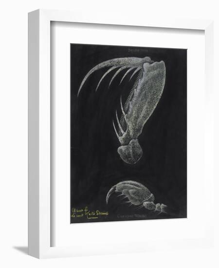 Claws of Locust Mantis Shrimp-Philip Henry Gosse-Framed Giclee Print