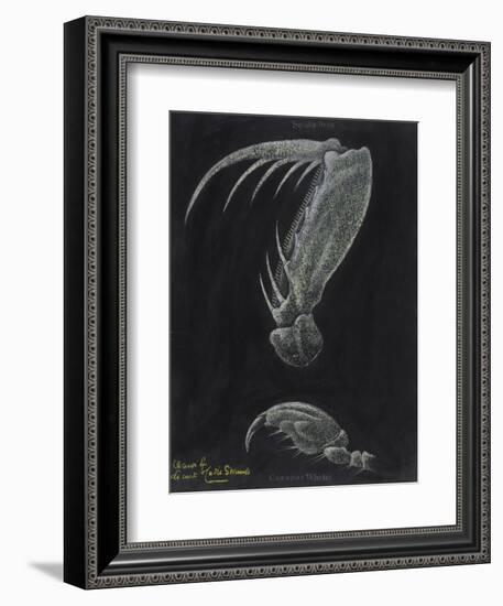 Claws of Locust Mantis Shrimp-Philip Henry Gosse-Framed Giclee Print