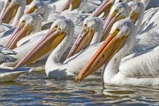American White Pelicans-Clay Coleman-Photographic Print