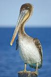 Brown Pelican-Clay Coleman-Photographic Print