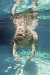 Florida Manatee Swimming-Clay Coleman-Photographic Print