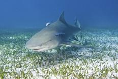 Florida Manatee Swimming-Clay Coleman-Photographic Print