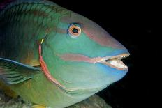 Stoplight Parrotfish-Clay Coleman-Framed Premier Image Canvas