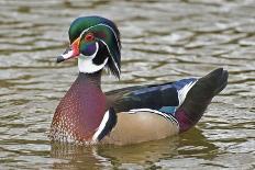 Wood Duck on a Lake-Clay Coleman-Photographic Print