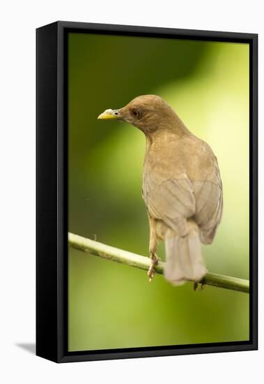 Clay-Colored Robin-Mary Ann McDonald-Framed Premier Image Canvas