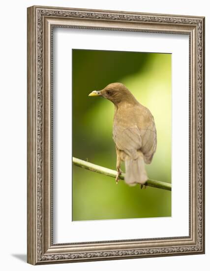 Clay-Colored Robin-Mary Ann McDonald-Framed Photographic Print