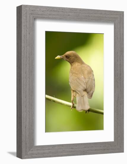 Clay-Colored Robin-Mary Ann McDonald-Framed Photographic Print